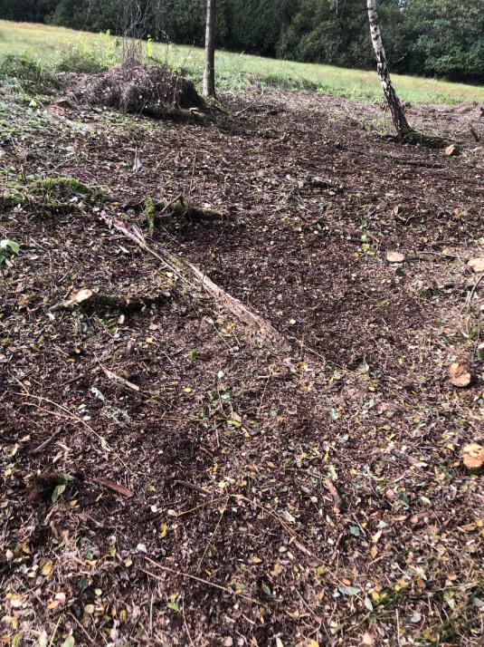 výřez invazivní vrby Horní město - skály